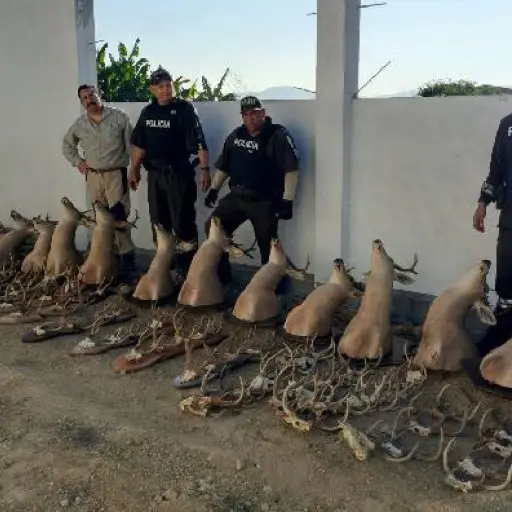 Fiscalía procesa a ciudadano en Santa Elena tras hallazgo de venados y saínos protegidos