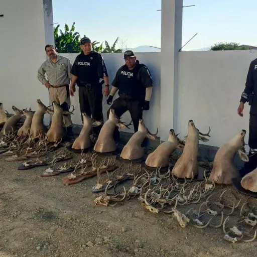Autoridades decomisan 108 elementos de fauna silvestre en Santa Elena