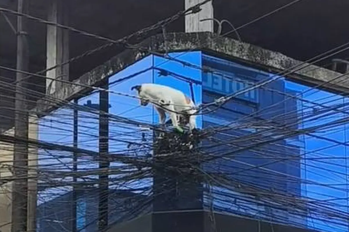 perro