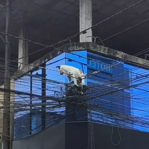 “Perro trapecista” movilizó a vecinos en Orellana: rescatan a Doni de un cableado eléctrico