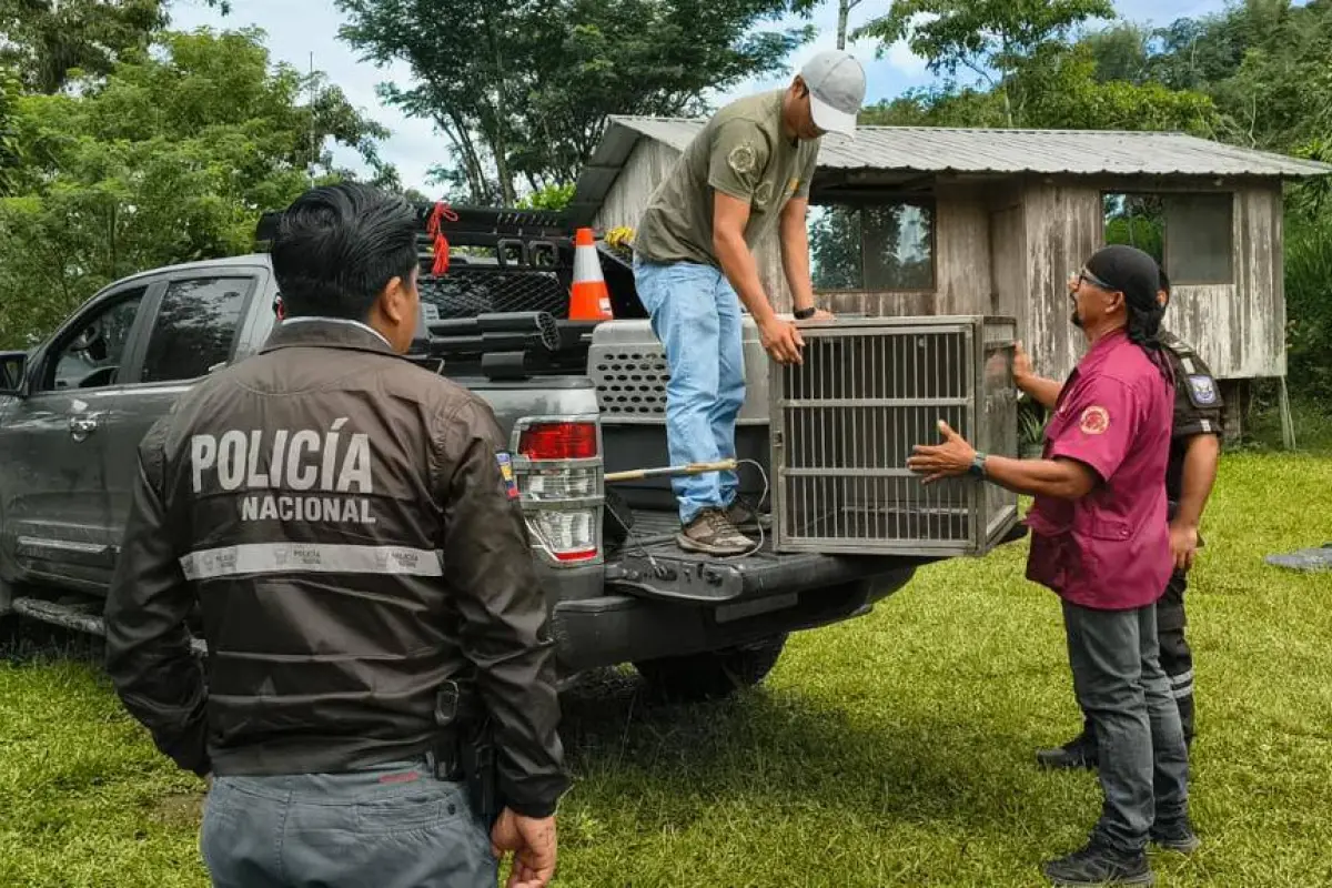 Así rescataron a un ocelote que apareció en una vivienda de Santo Domingo de los Tsáchilas