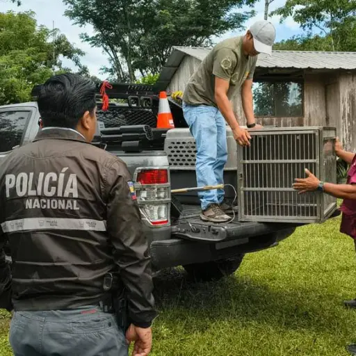 Así rescataron a un ocelote que apareció en una vivienda de Santo Domingo de los Tsáchilas