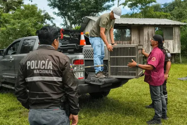 Así rescataron a un ocelote que apareció en una vivienda de Santo Domingo de los Tsáchilas