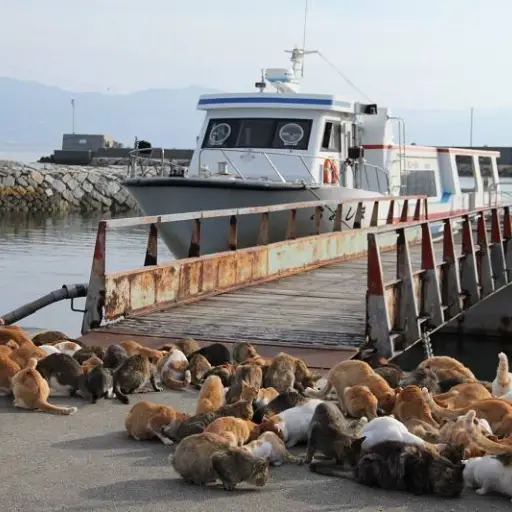 Aoshima, la isla japonesa donde viven más gatos que personas