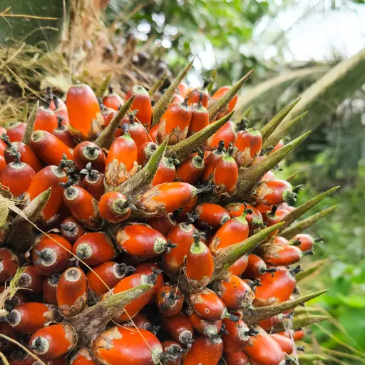 El sector palmero revive en Ecuador después de perder más de 110 mil hectáreas