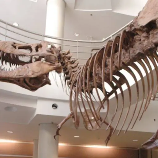 Investigadores analizan por qué los dinosaurios carnívoros como el T. rex desarrollaron brazos diminutos