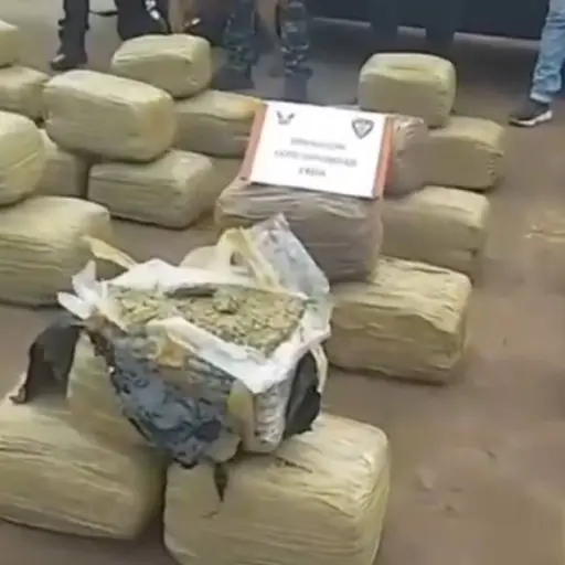 Incautan de 300.000 gramos de marihuana en Tulcán