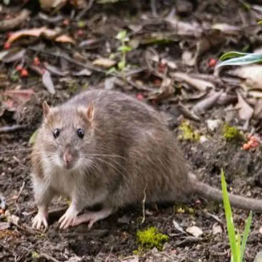 Hantavirus: qué es, cómo se transmite y cuáles son sus riesgos para la salud