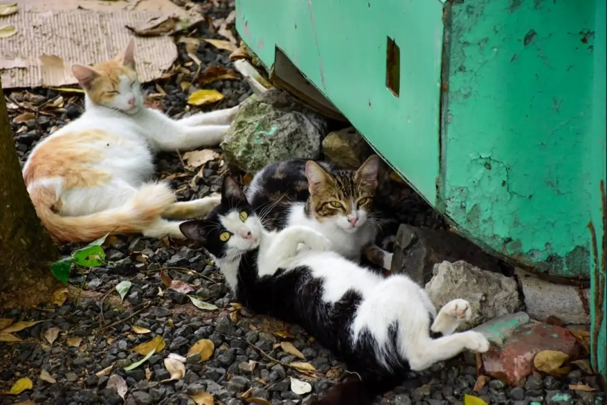 abandono-animal-en-portoviejo-hay-un-perro-o-gato-callejero-sin-hogar-por-cada-habitante