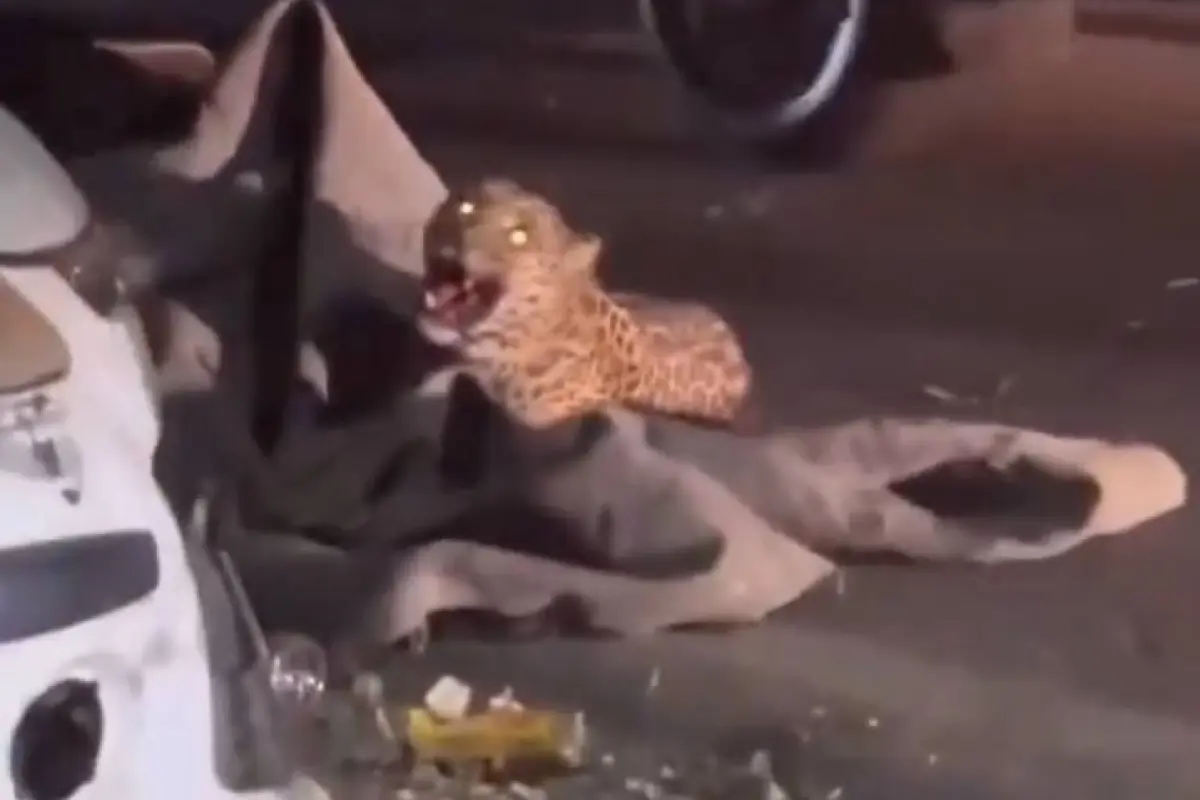 El leopardo quedó atrapado conn la motocicleta y lo sedaron para poder retirarlo del lugar., Foto: Captura de pantalla