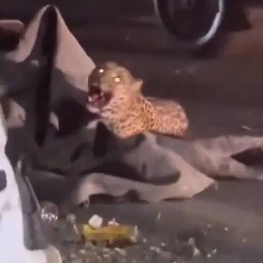 Un leopardo resultó herido tras colisionar con una moto; los ocupantes se salvaron de milagro