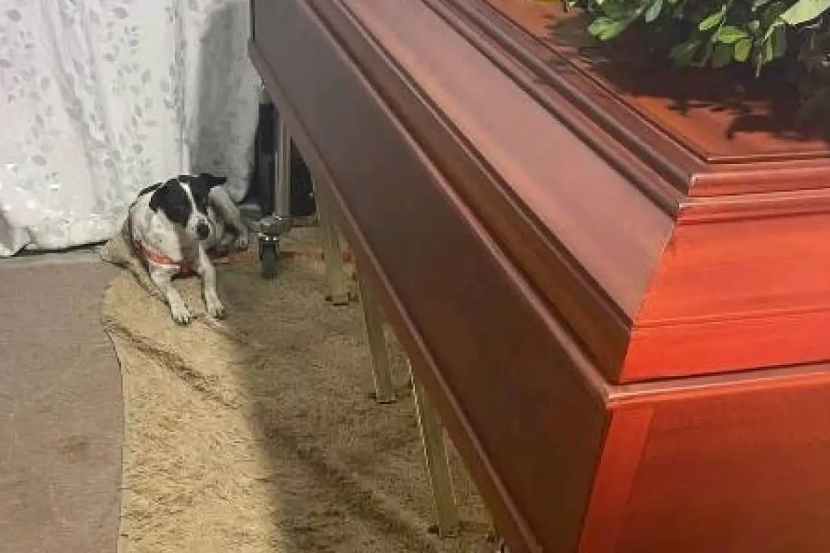 La mascota junto al cofre de su amo., Cortesía