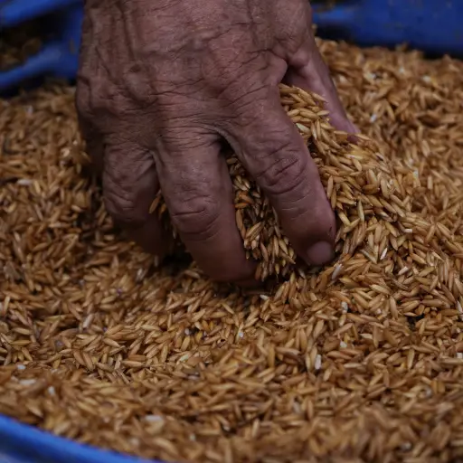 MAGP adelanta compra de arroz en Los Ríos y despliega brigadas para garantizar pago directo a productores
