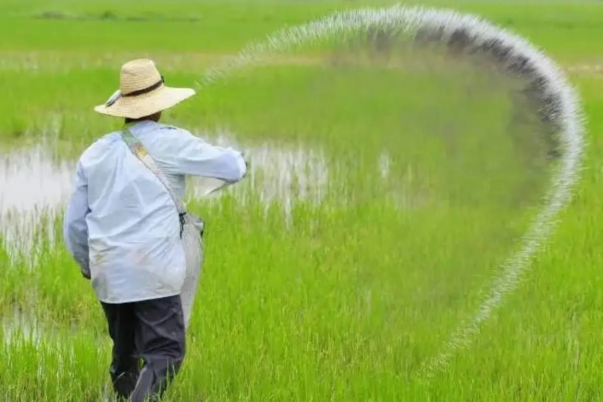 El Gobierno Nacional planea adquirir 20 mil toneladas de arroz a pequeños productores del país., Foto:Archivo