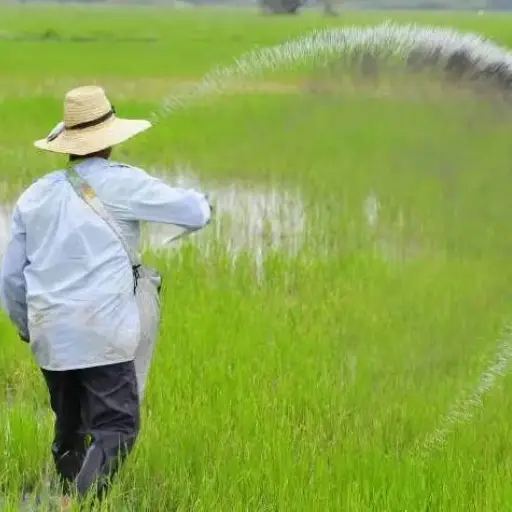 Ministerio de Agricultura iniciará la adquisición de 20 mil toneladas de arroz este lunes 4 de mayo