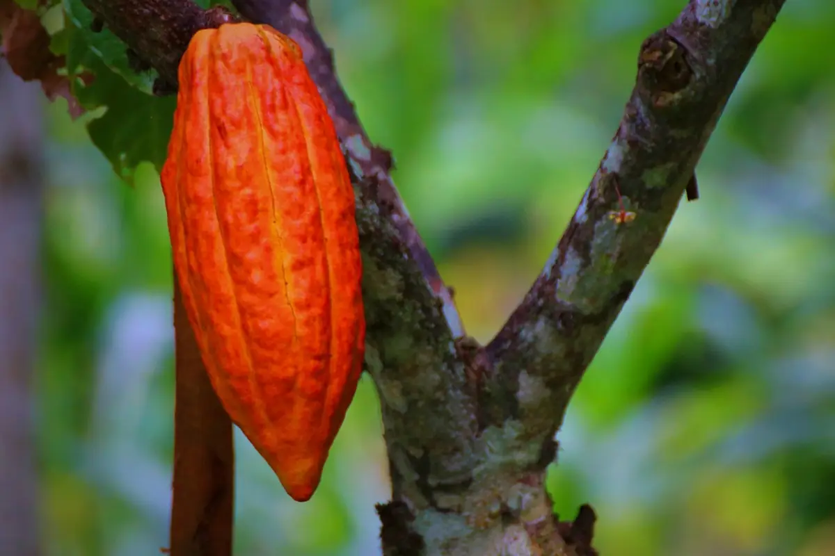 El precio internacional del cacao cayó en 2026 debido a mayor oferta global, menor demanda industrial y altos inventarios,