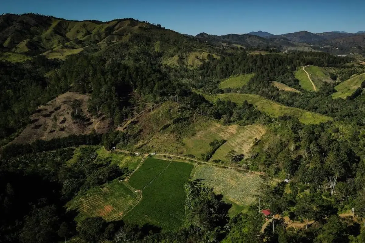 reforestación