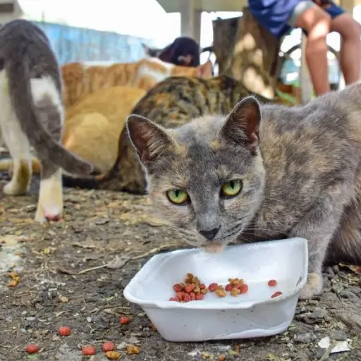Tres años de espera por una clínica móvil, mientras la sobrepoblación y el abandono animal se multiplican en Portoviejo