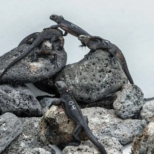 Diez iguanas marinas regresan a Galápagos tras ser rescatadas de un presunto caso de tráfico ilegal