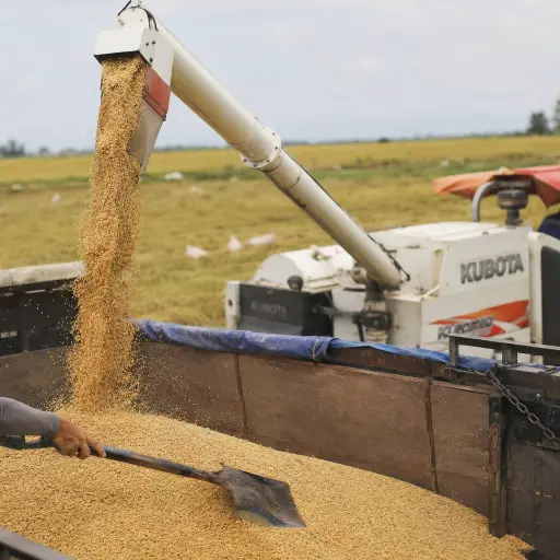 Gobierno destina 8 millones para compra pública de arroz en cáscara