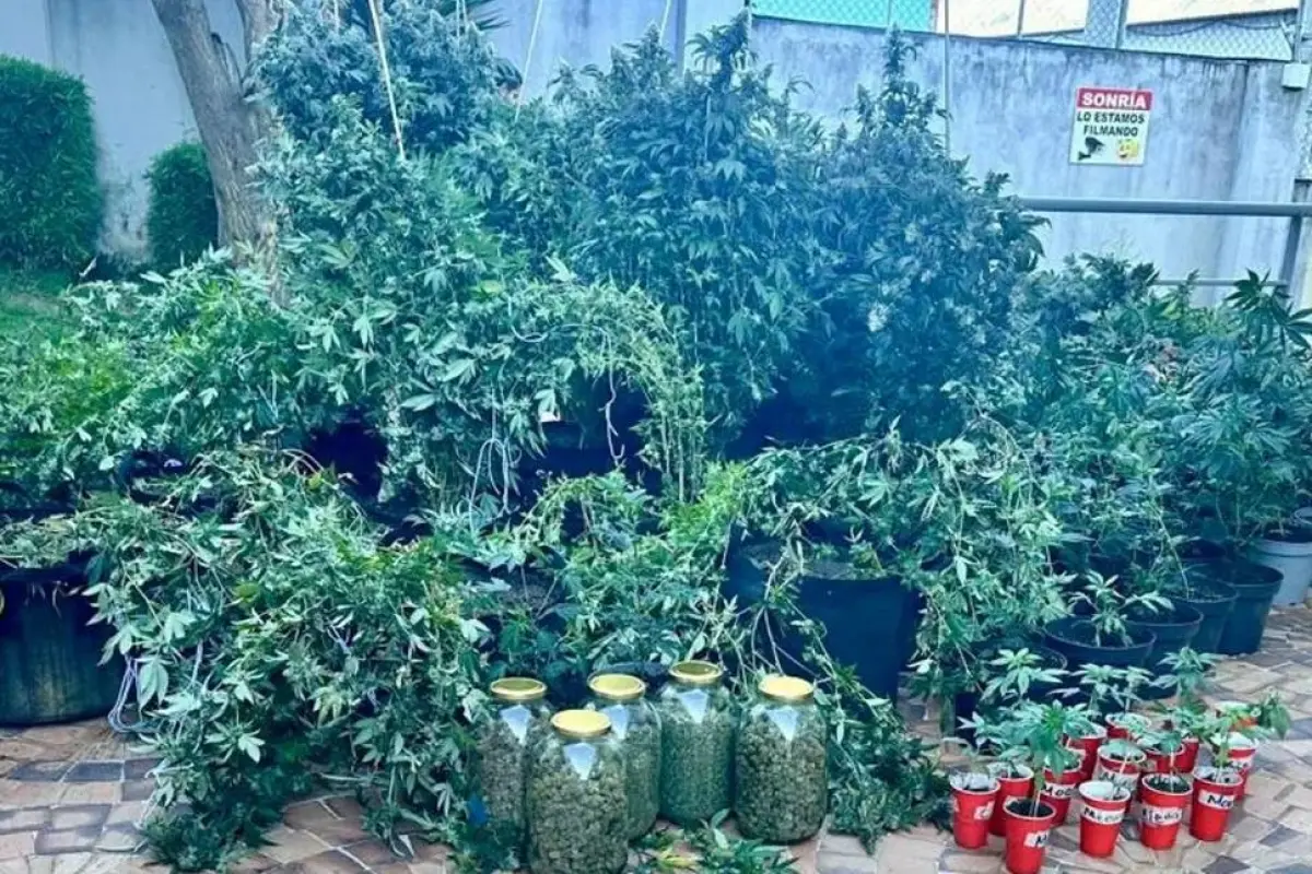 Decenas de matas de marihuana y una parte procesada, lista para la venta, fue incautada por la Policía., Foto: Policía Nacional