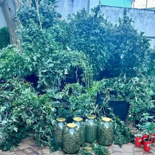 Un centro de cultivo y acopio de marihuana fue descubierto en el norte de Quito; hay dos detenidos