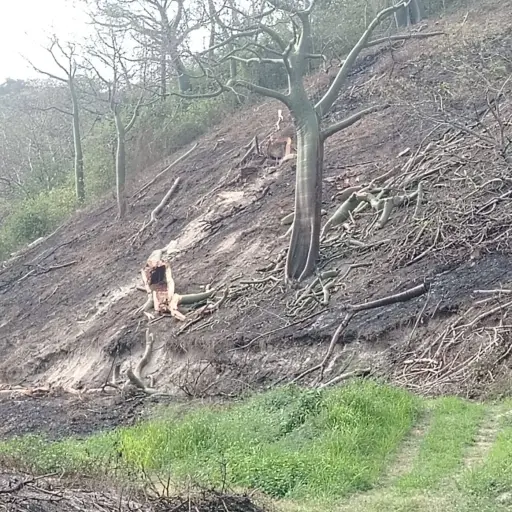 El ceibo, un patrimonio natural golpeado por la tala que sigue perdiendo terreno en Portoviejo