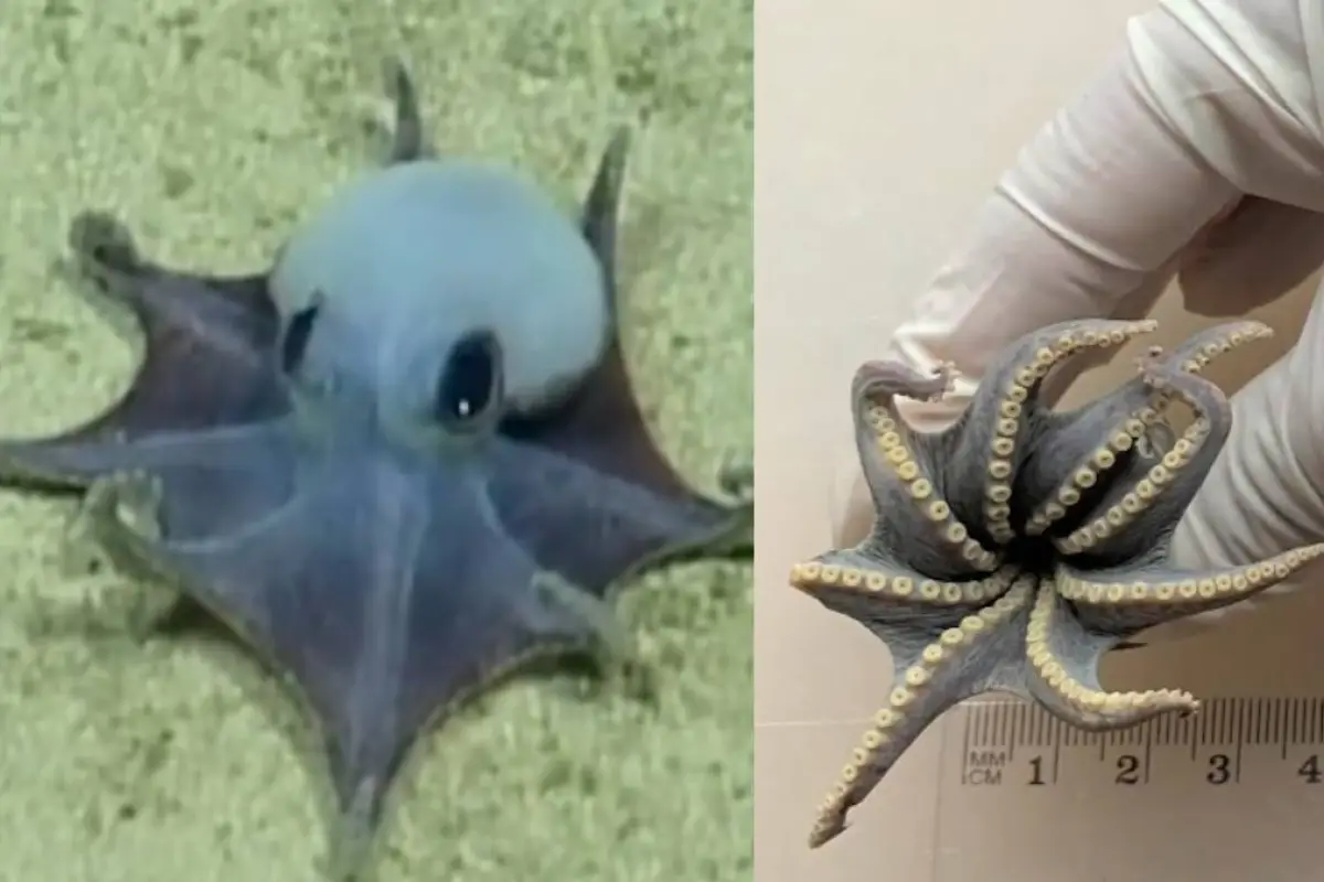 ¿Qué se sabe del nuevo pulpo azul descubierto en las profundidades de Galápagos, Ecuador?