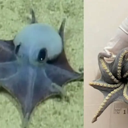 ¿Qué se sabe del nuevo pulpo azul descubierto en las profundidades de Galápagos, Ecuador?