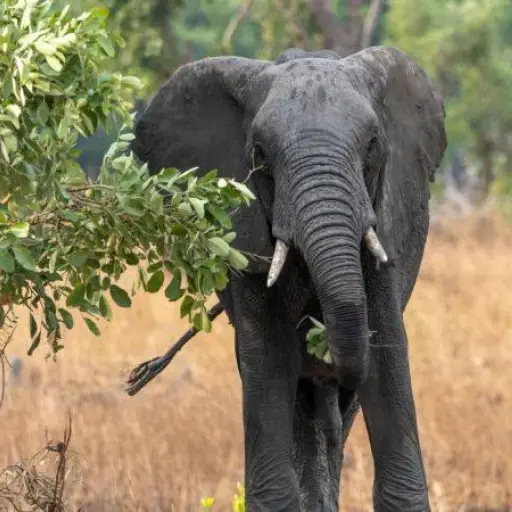 Mueren tres personas tras chocar un coche con un elefante en un parque nacional en Uganda