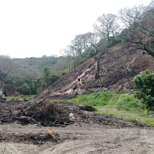 La Tomatera se muere en silencio: deforestación amenaza la reserva ecológica de Portoviejo