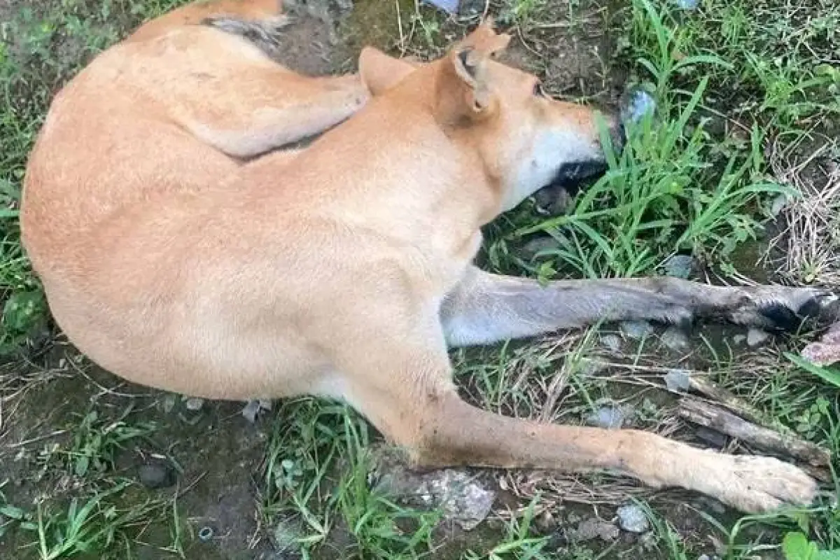 Los canes han sido hallados sin vida en diferentes sectores del cantón El Carmen  en las últimas semanas., ED