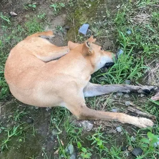 Alerta en El Carmen: ¿Por qué la misteriosa muerte de decenas de animales mantiene en vilo a toda una comunidad?