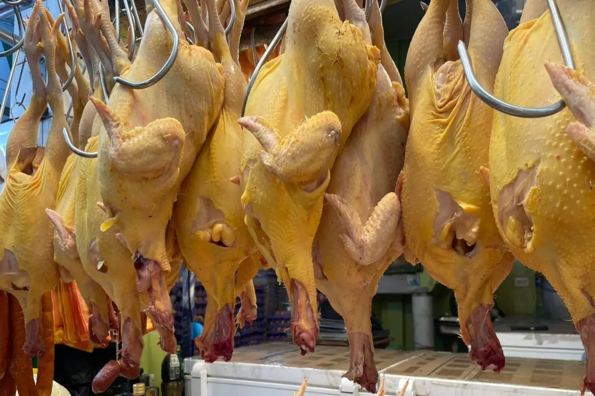 leptospirosis