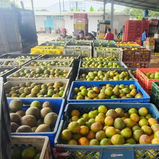 ‘Boom citrícola’ dinamiza la economía en Chone y en cantones aledaños