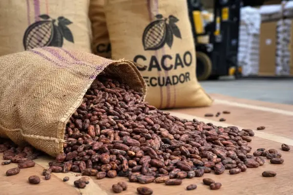 cacao