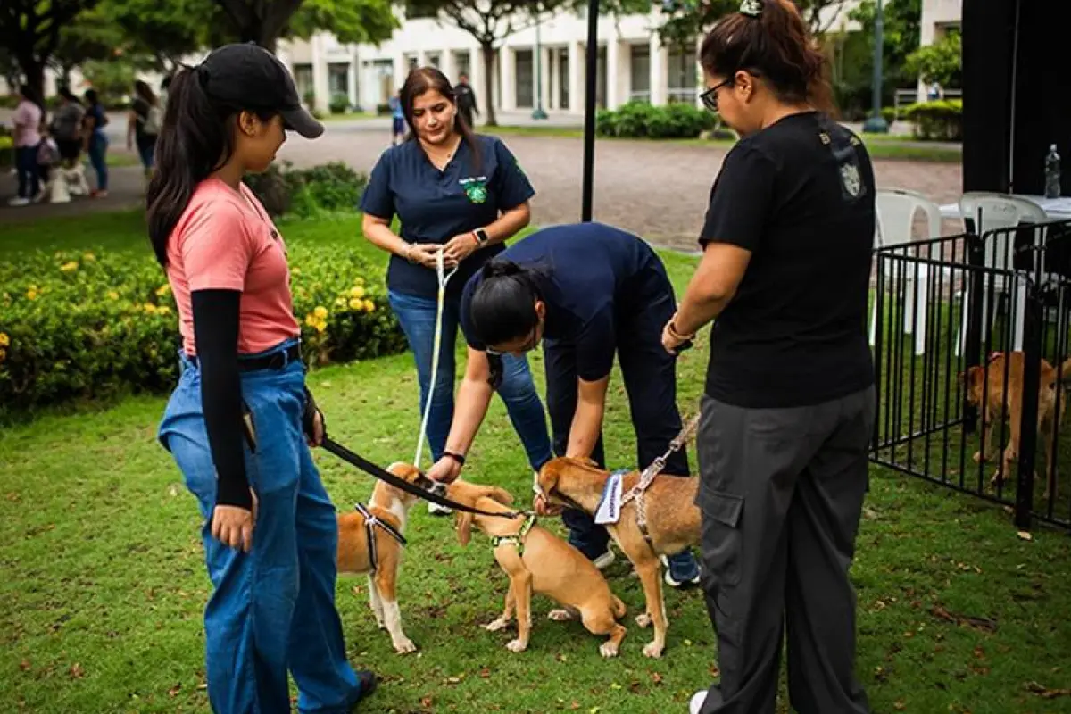 Las cifras detrás de los rescates animales en Guayaquil: más de 500 casos atendidos este año