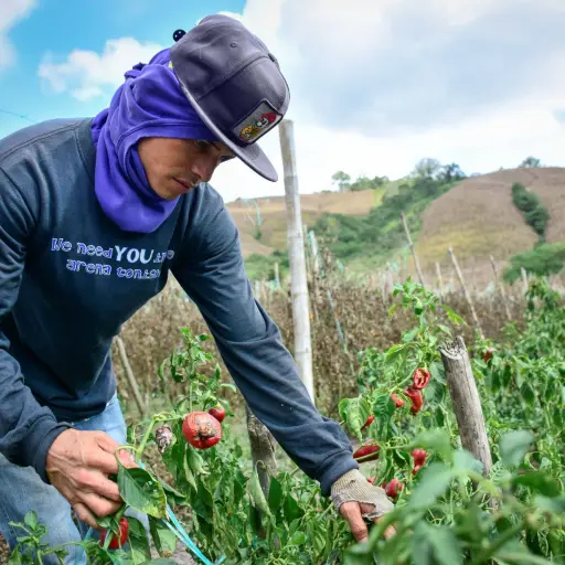 El cacao y el maíz lideran la producción y el empleo agrícola en Manabí