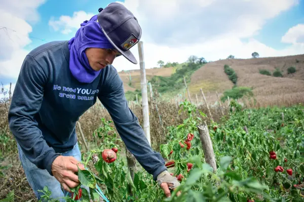 Jonathan Macías se dedica a la agricultura y aseguró que este año tuvo pérdidas. ,El Diario