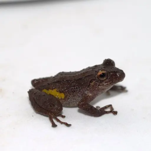 Descubren en Ecuador una nueva especie de rana en la Cordillera del Cóndor