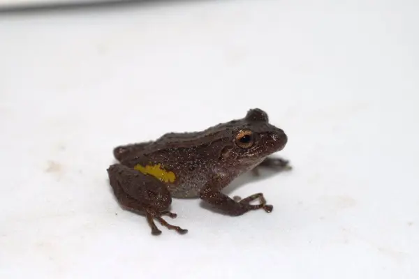 rana