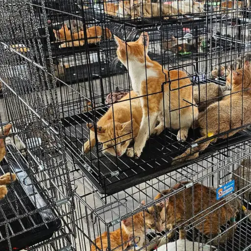 Rescatan cerca de 400 gatos que iban a ser comercializados para consumo en Vietnam