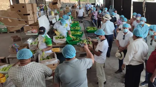 Productores alertan sobre posible escasez de plátano por efectos climáticos