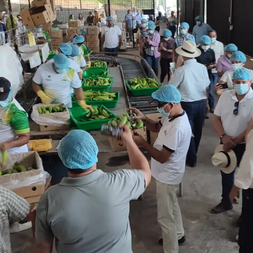 Productores alertan sobre posible escasez de plátano por efectos climáticos