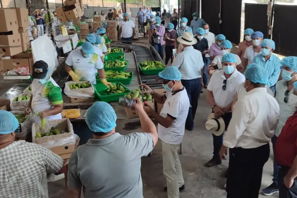 El clima variable ya afecta la producción de plátano en Ecuador, según productores.