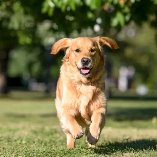 Estudios científicos explican por qué los perros inclinan la cabeza cuando escuchan a las persona
