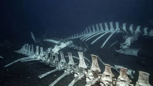 Descubren un enorme cementerio de ballenas de 5 millones de años 