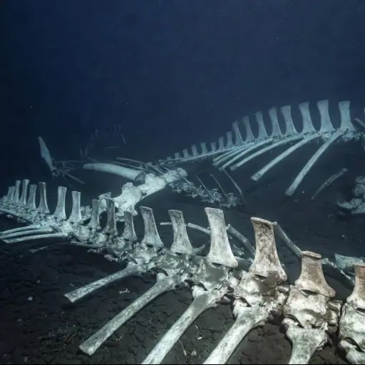 Descubren un enorme cementerio de ballenas de 5 millones de años 