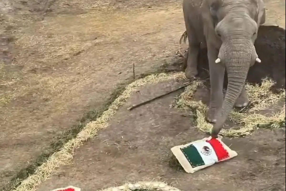 Un elefante del parque Africam Safari se inclinó por México durante una prueba previo al Mundial., Foto: Agencias