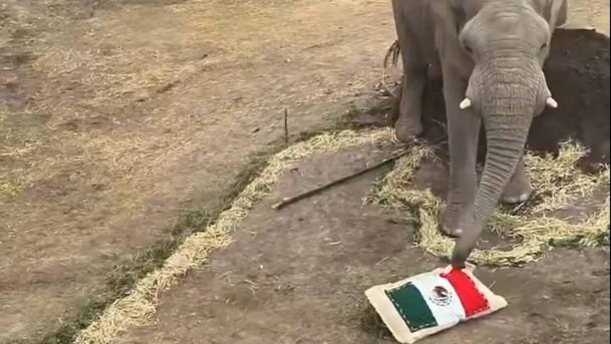 Mundial 2026: Elefante de Africam Safari elige a México como